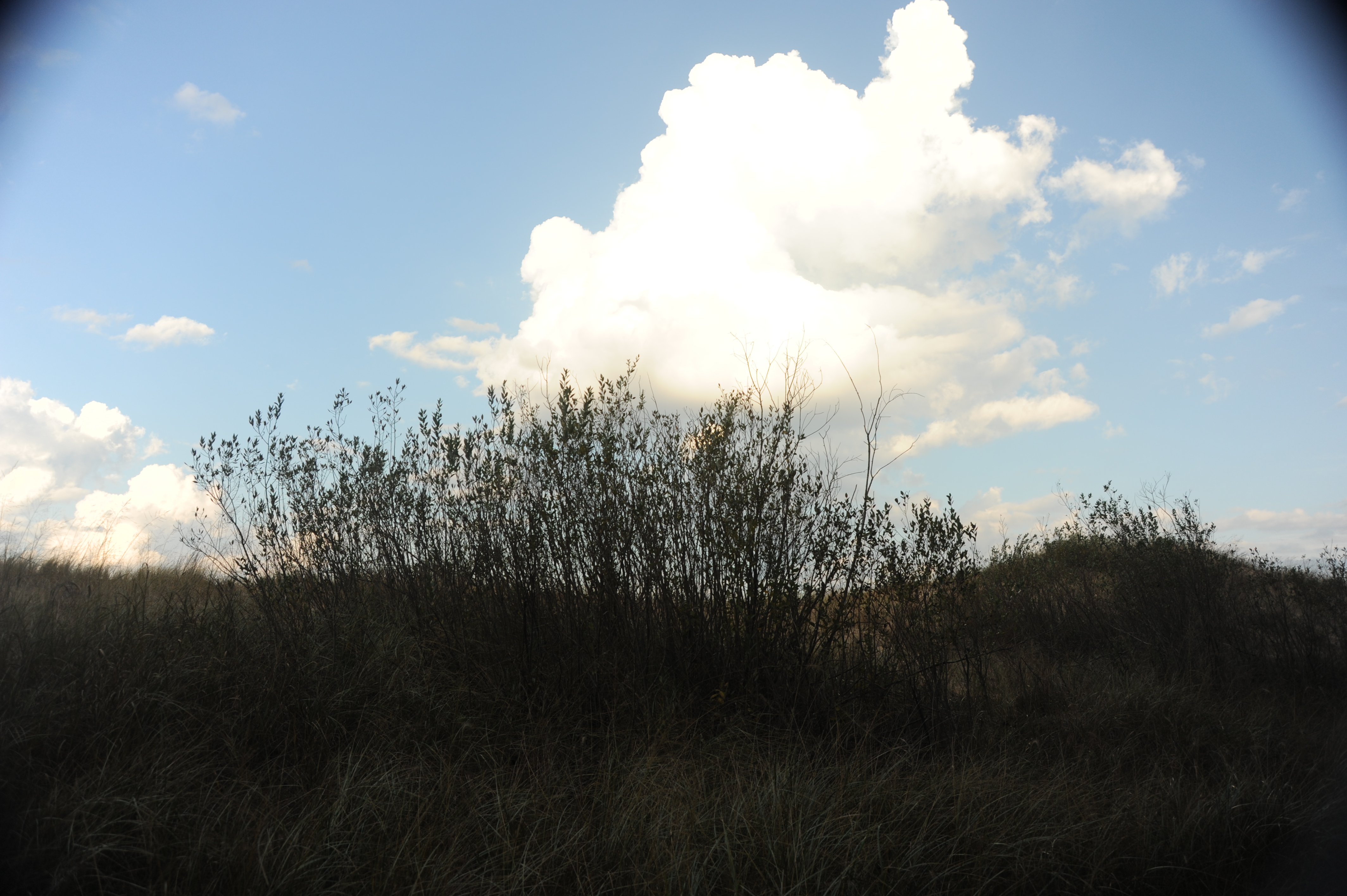 cloud over dune